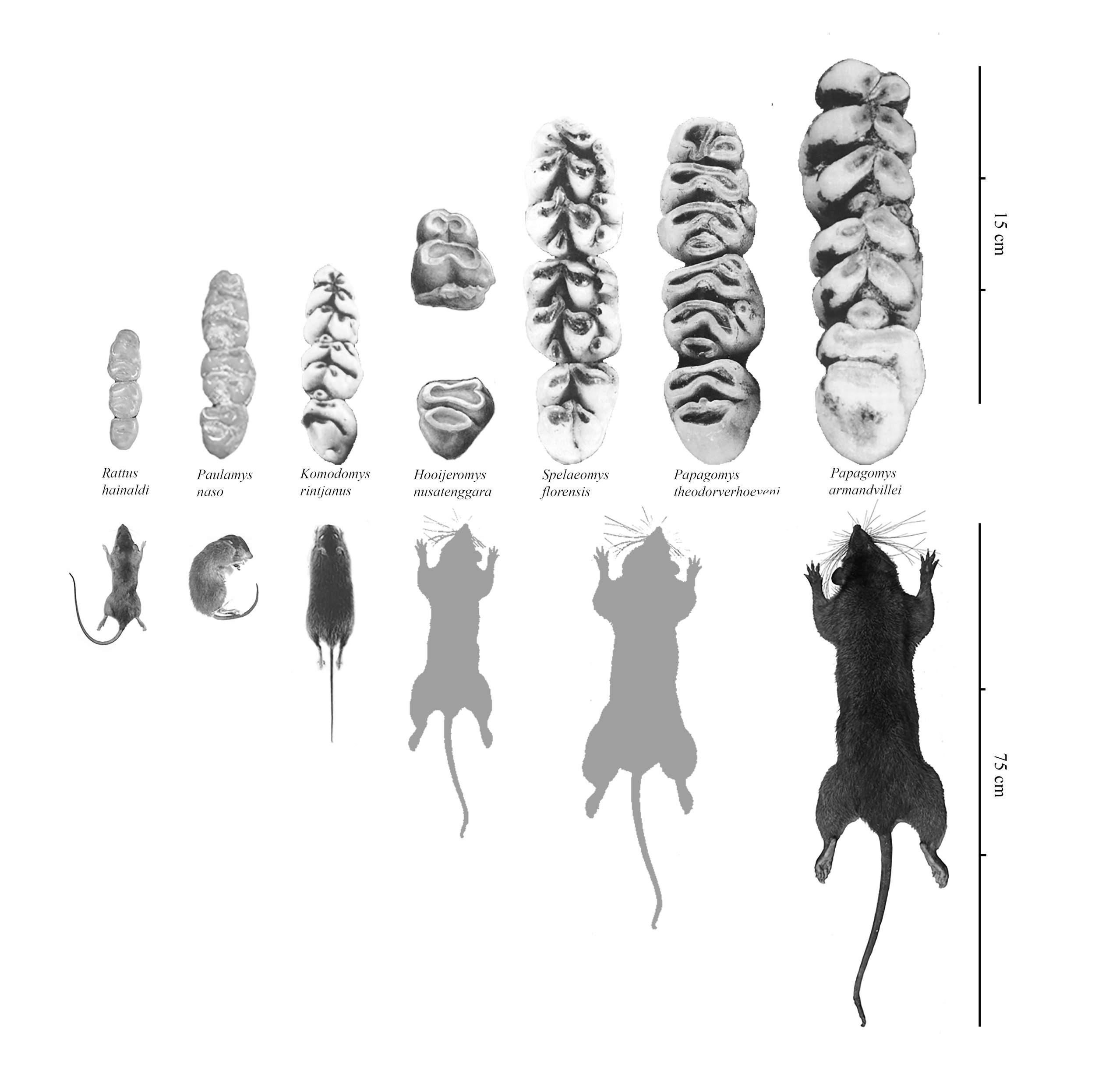 Bonus Episode - Deep Cuts 3: Down the Rat Hole